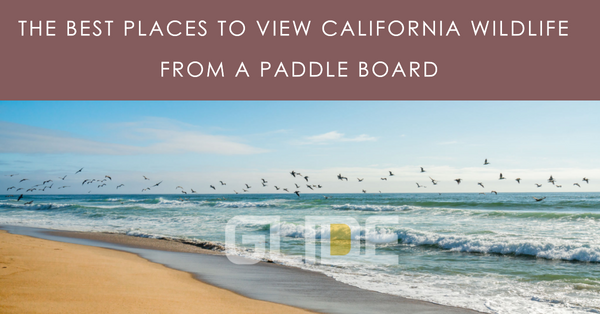 Best Places to View Wildlife from a Paddle Board in California