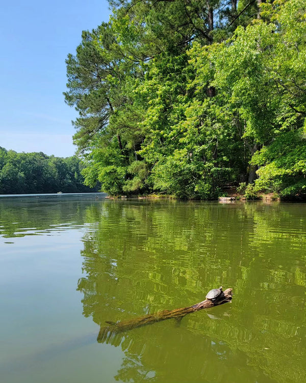 Paddle Board Near Me North Carolina